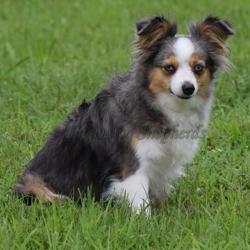 Josie ASDR Toy Australian Shepherd is the dam of LDS Sysco's Lil Ducky.