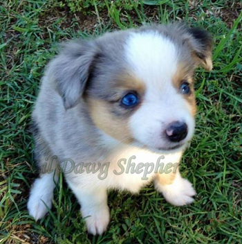 Josie as a darling puppy. 