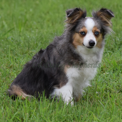 Joise at Lil Dawg Shepherds a blue merle female Toy Australian Shepherd