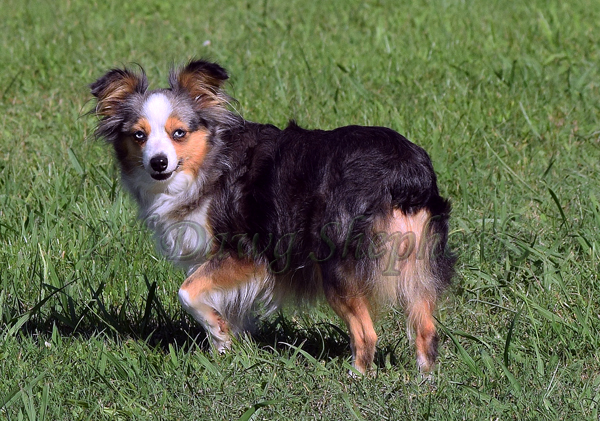 Josie is an ASDR Toy Australian Shepherd merle female.