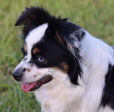 LDS Sysco's Lil Ducky a black tri female Toy Australian Shepherds.