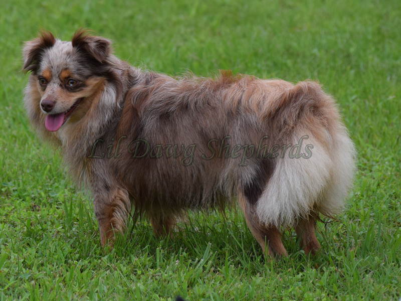 Lil Dawg's Benelli M4 a red merle Mini Aussie female.