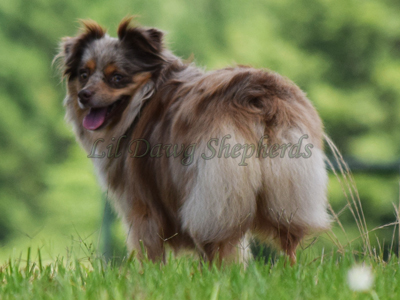 Lil Dawg's Benelli M4 a red merle Mini Aussie female.