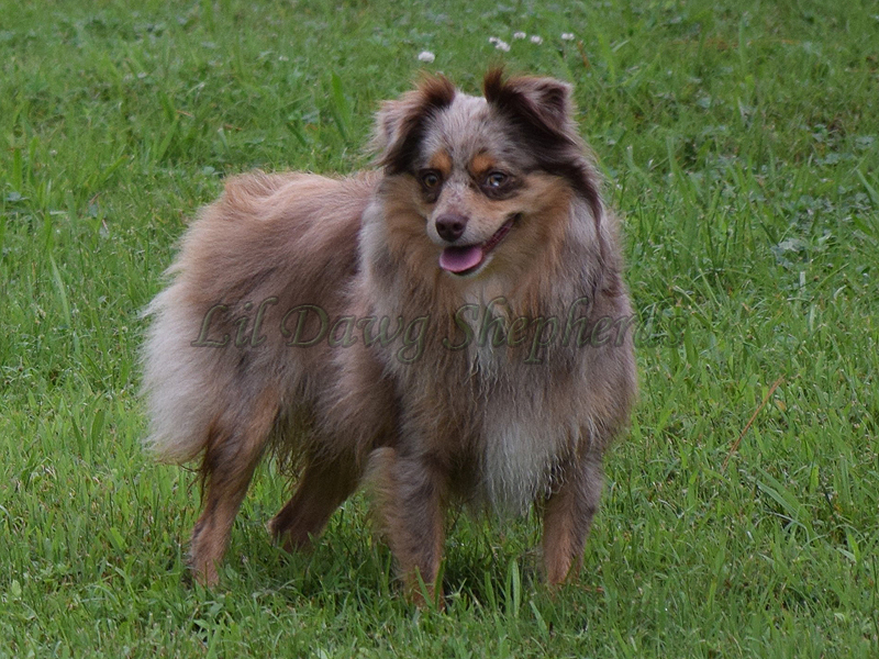 Benelli is our protector here at Lil Dawg Shepherds.