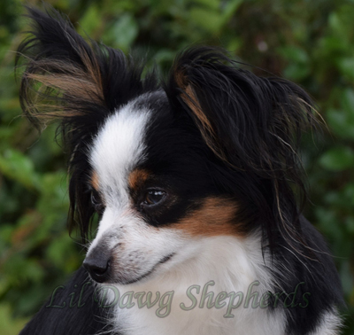 LDS Sysco's Memory a black tri Toy Australian Shepherd female.