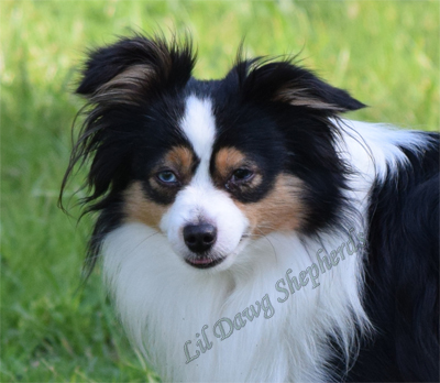 LDS Sysco's Sig Sauer a black tri Toy Australian Shepherd male.