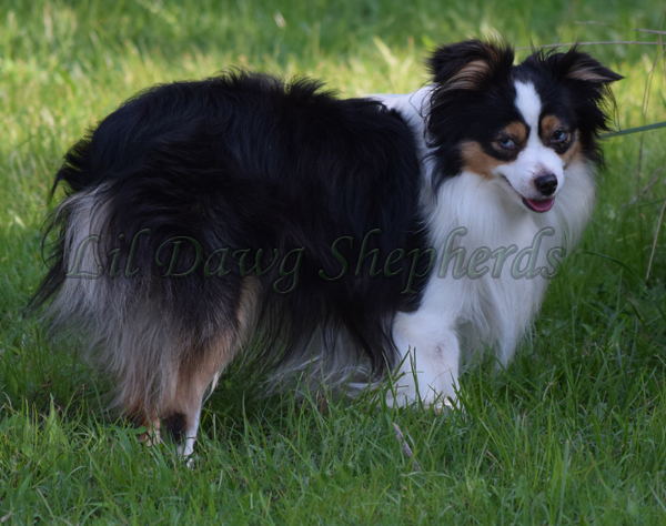 LDS Sysco's Sig Sauer a black tri male Toy Aussie.