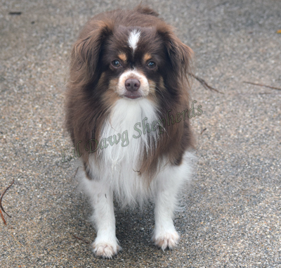 Lil Dawg Shepherds Rangerover Treble is a red tri male. 