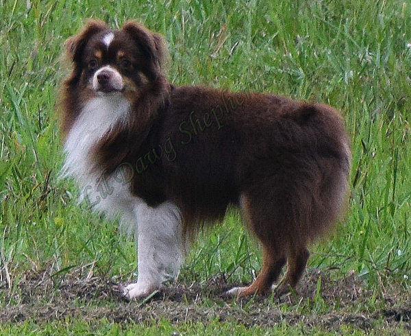 Lil Dawg Shepherds Rangerover Treble showing off his pretty coat.