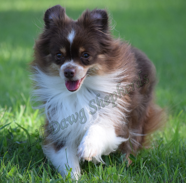 Lil Dawg Shepherds Rangerover Treble with his ruff flowing in the breeze.