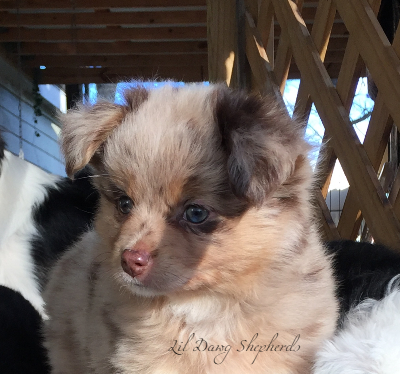 Little Debs Toy/Mini Australian Shepherds